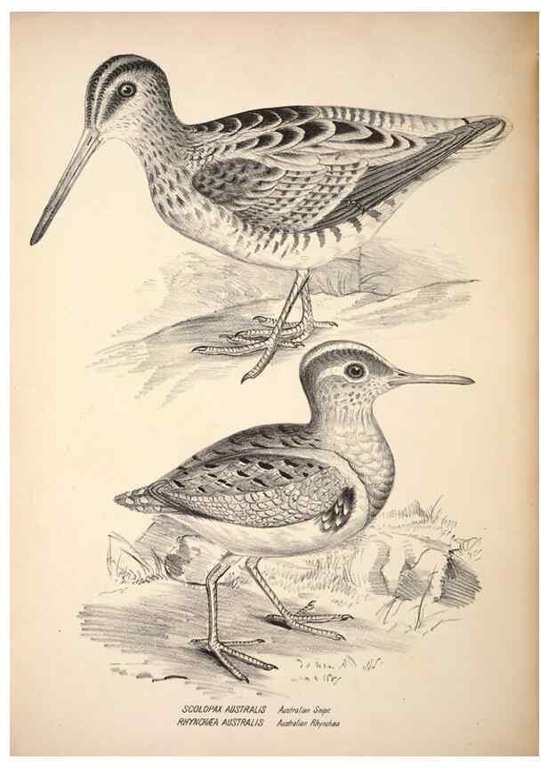 Reproducción/Reproduction 6797551858: Companion to Gould's Handbook; or, Synopsis of the birds of Australia.. Brisbane,Thorne & Greenwell,1877.