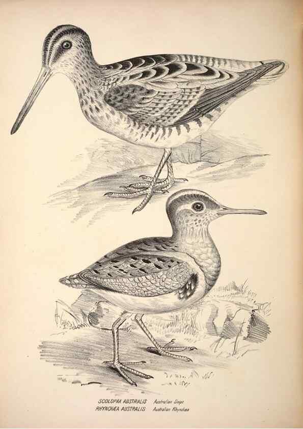 Reproducción/Reproduction 6797551858: Companion to Gould's Handbook; or, Synopsis of the birds of Australia.. Brisbane,Thorne & Greenwell,1877.