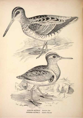 Reproducción/Reproduction 6797551858: Companion to Gould's Handbook; or, Synopsis of the birds of Australia.. Brisbane,Thorne & Greenwell,1877.