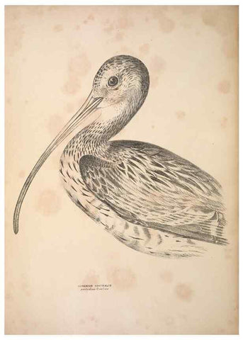 Reproducción/Reproduction 6797552462: Companion to Gould's Handbook; or, Synopsis of the birds of Australia.. Brisbane,Thorne & Greenwell,1877.
