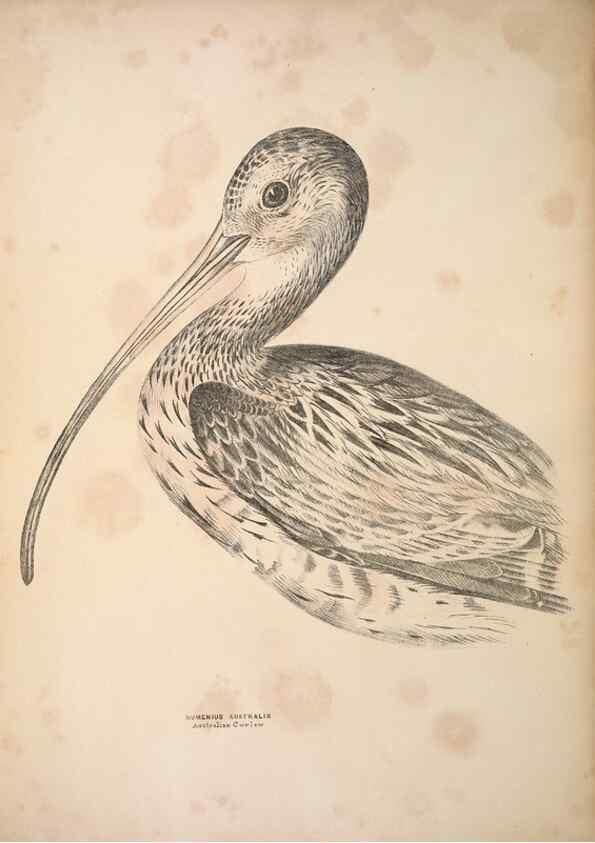Reproducción/Reproduction 6797552462: Companion to Gould's Handbook; or, Synopsis of the birds of Australia.. Brisbane,Thorne & Greenwell,1877.
