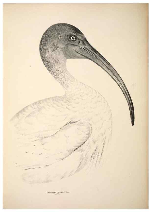 Reproducción/Reproduction 6797553064: Companion to Gould's Handbook; or, Synopsis of the birds of Australia.. Brisbane,Thorne & Greenwell,1877.