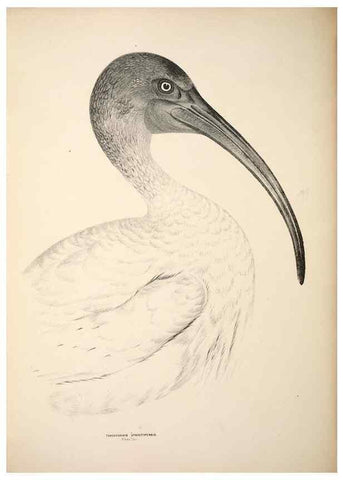 Reproducción/Reproduction 6797553064: Companion to Gould's Handbook; or, Synopsis of the birds of Australia.. Brisbane,Thorne & Greenwell,1877.