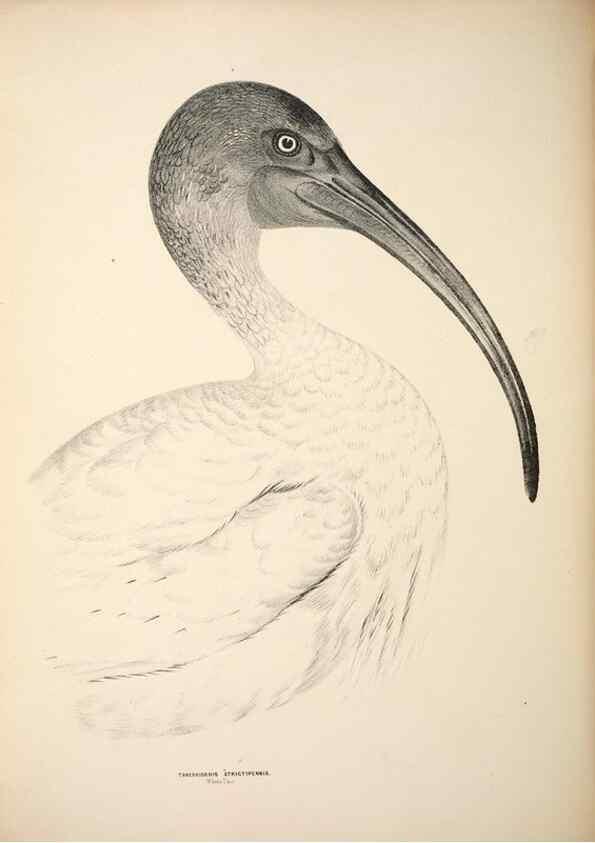 Reproducción/Reproduction 6797553064: Companion to Gould's Handbook; or, Synopsis of the birds of Australia.. Brisbane,Thorne & Greenwell,1877.