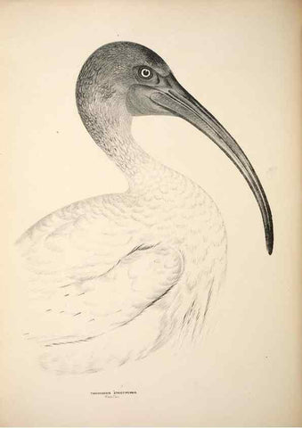 Reproducción/Reproduction 6797553064: Companion to Gould's Handbook; or, Synopsis of the birds of Australia.. Brisbane,Thorne & Greenwell,1877.