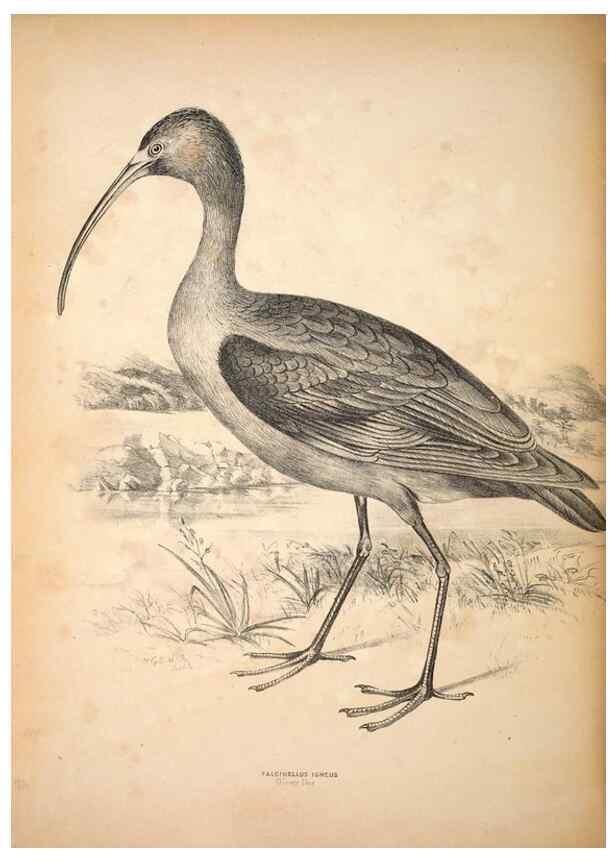 Reproducción/Reproduction 6797553462: Companion to Gould's Handbook; or, Synopsis of the birds of Australia.. Brisbane,Thorne & Greenwell,1877.