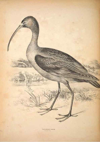 Reproducción/Reproduction 6797553462: Companion to Gould's Handbook; or, Synopsis of the birds of Australia.. Brisbane,Thorne & Greenwell,1877.