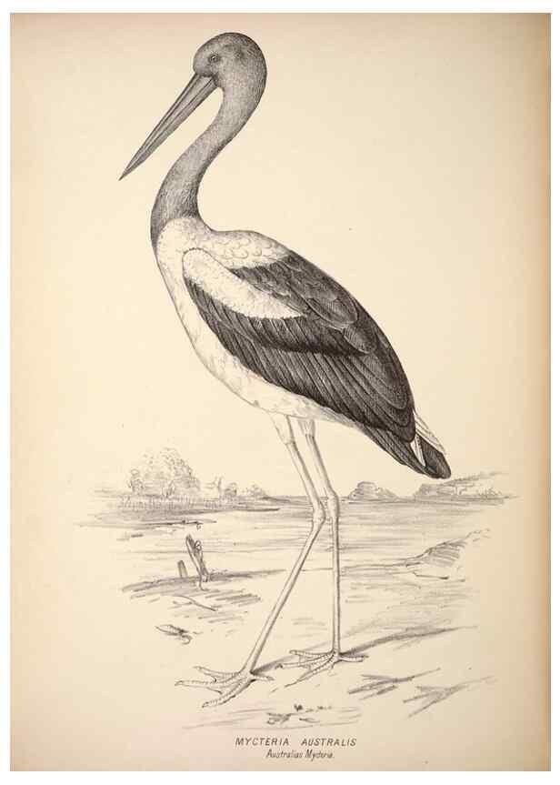 Reproducción/Reproduction 6943669539: Companion to Gould's Handbook; or, Synopsis of the birds of Australia.. Brisbane,Thorne & Greenwell,1877.