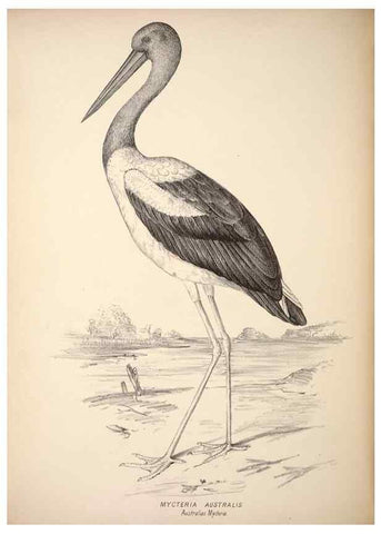 Reproducción/Reproduction 6943669539: Companion to Gould's Handbook; or, Synopsis of the birds of Australia.. Brisbane,Thorne & Greenwell,1877.