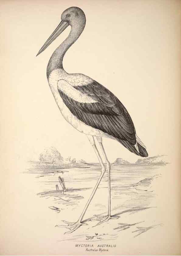 Reproducción/Reproduction 6943669539: Companion to Gould's Handbook; or, Synopsis of the birds of Australia.. Brisbane,Thorne & Greenwell,1877.