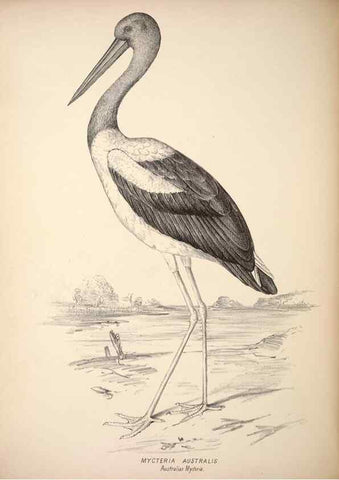 Reproducción/Reproduction 6943669539: Companion to Gould's Handbook; or, Synopsis of the birds of Australia.. Brisbane,Thorne & Greenwell,1877.