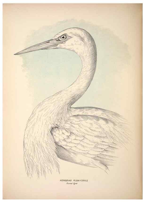 Reproducción/Reproduction 6797554356: Companion to Gould's Handbook; or, Synopsis of the birds of Australia.. Brisbane,Thorne & Greenwell,1877.