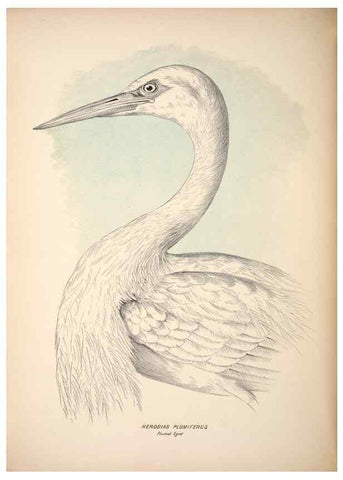Reproducción/Reproduction 6797554356: Companion to Gould's Handbook; or, Synopsis of the birds of Australia.. Brisbane,Thorne & Greenwell,1877.