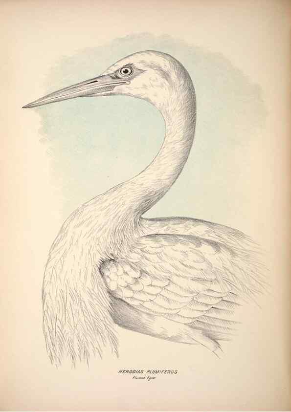 Reproducción/Reproduction 6797554356: Companion to Gould's Handbook; or, Synopsis of the birds of Australia.. Brisbane,Thorne & Greenwell,1877.