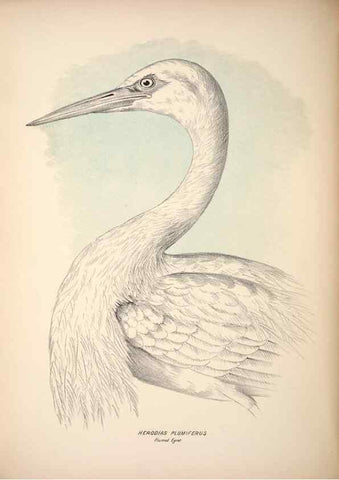 Reproducción/Reproduction 6797554356: Companion to Gould's Handbook; or, Synopsis of the birds of Australia.. Brisbane,Thorne & Greenwell,1877.