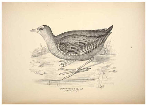 Reproducción/Reproduction 6943670223: Companion to Gould's Handbook; or, Synopsis of the birds of Australia.. Brisbane,Thorne & Greenwell,1877.