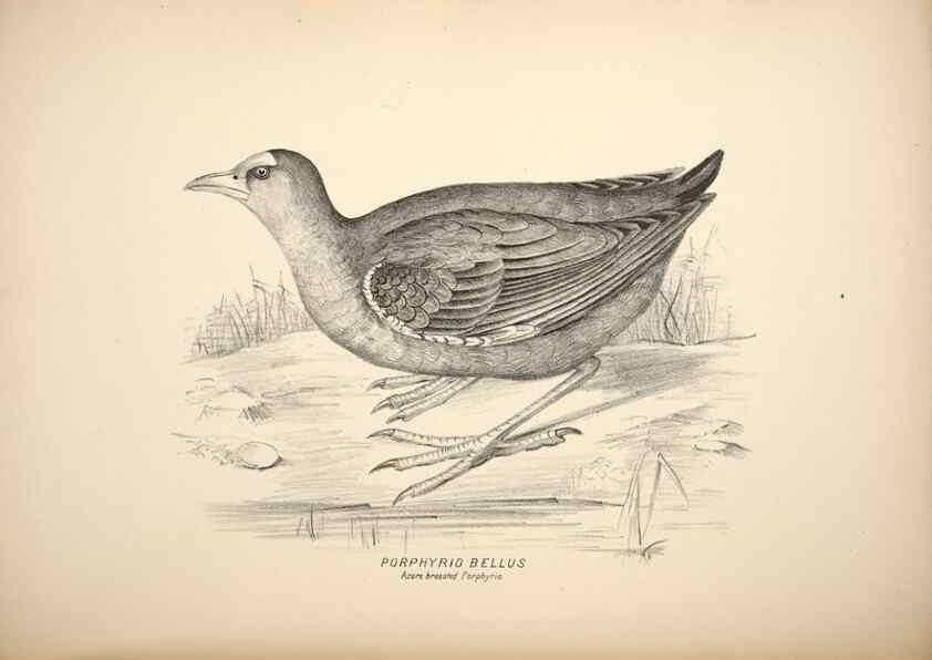 Reproducción/Reproduction 6943670223: Companion to Gould's Handbook; or, Synopsis of the birds of Australia.. Brisbane,Thorne & Greenwell,1877.