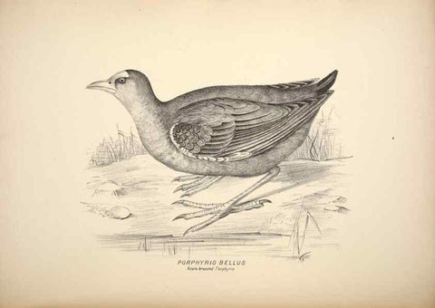 Reproducción/Reproduction 6943670223: Companion to Gould's Handbook; or, Synopsis of the birds of Australia.. Brisbane,Thorne & Greenwell,1877.