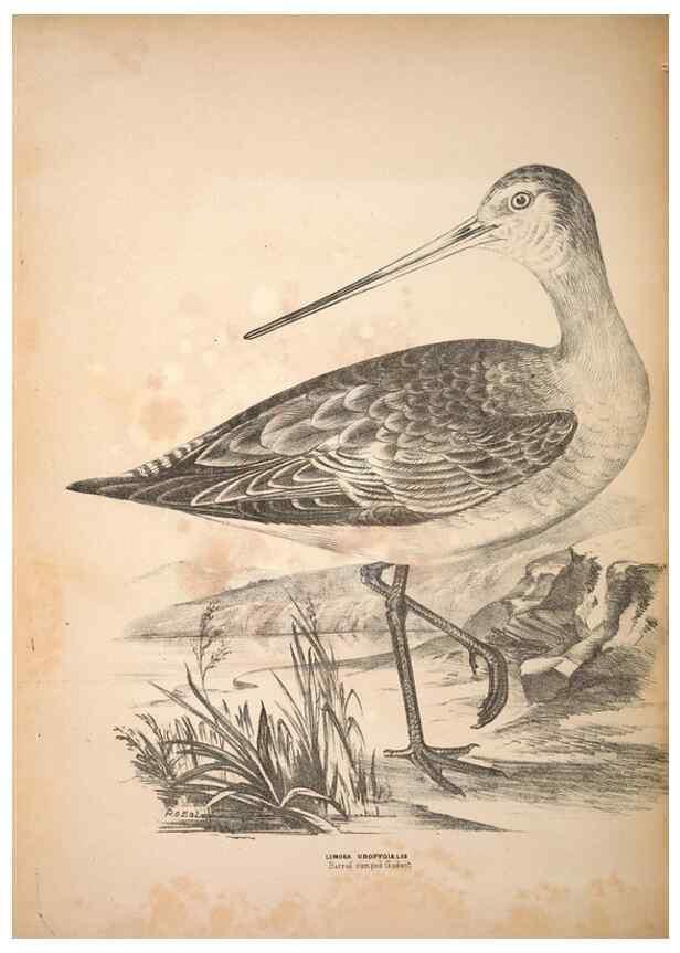 Reproducción/Reproduction 6797550794: Companion to Gould's Handbook; or, Synopsis of the birds of Australia.. Brisbane,Thorne & Greenwell,1877.