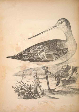 Reproducción/Reproduction 6797550794: Companion to Gould's Handbook; or, Synopsis of the birds of Australia.. Brisbane,Thorne & Greenwell,1877.