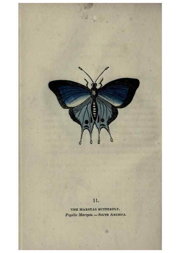 Reproducción/Reproduction 6800116530: The book of butterflies, sphinxes and moths;. London,Whittaker,1832-34.