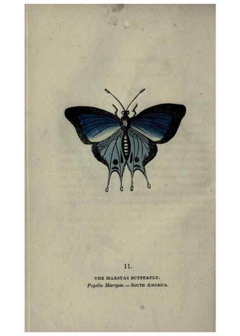 Reproducción/Reproduction 6800116530: The book of butterflies, sphinxes and moths;. London,Whittaker,1832-34.