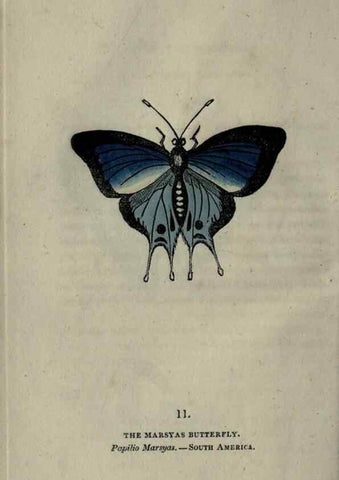 Reproducción/Reproduction 6800116530: The book of butterflies, sphinxes and moths;. London,Whittaker,1832-34.