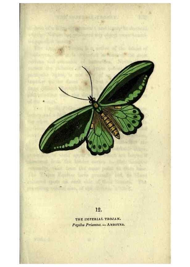 Reproducción/Reproduction 6800116866: The book of butterflies, sphinxes and moths;. London,Whittaker,1832-34.