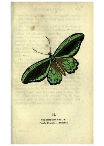 Reproducción/Reproduction 6800116866: The book of butterflies, sphinxes and moths;. London,Whittaker,1832-34.
