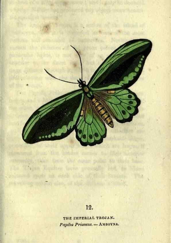 Reproducción/Reproduction 6800116866: The book of butterflies, sphinxes and moths;. London,Whittaker,1832-34.