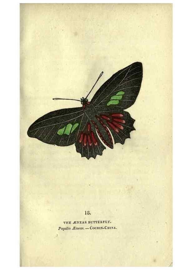 Reproducción/Reproduction 6946222941: The book of butterflies, sphinxes and moths;. London,Whittaker,1832-34.