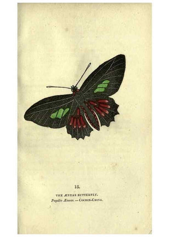 Reproducción/Reproduction 6946222941: The book of butterflies, sphinxes and moths;. London,Whittaker,1832-34.