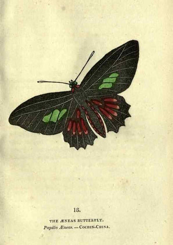 Reproducción/Reproduction 6946222941: The book of butterflies, sphinxes and moths;. London,Whittaker,1832-34.