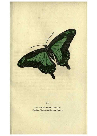 Reproducción/Reproduction 6800124292: The book of butterflies, sphinxes and moths;. London,Whittaker,1832-34.