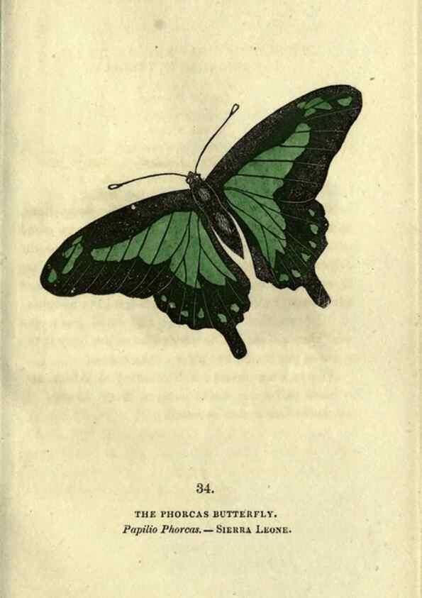 Reproducción/Reproduction 6800124292: The book of butterflies, sphinxes and moths;. London,Whittaker,1832-34.