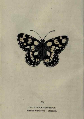 Reproducción/Reproduction 6800124700: The book of butterflies, sphinxes and moths;. London,Whittaker,1832-34.
