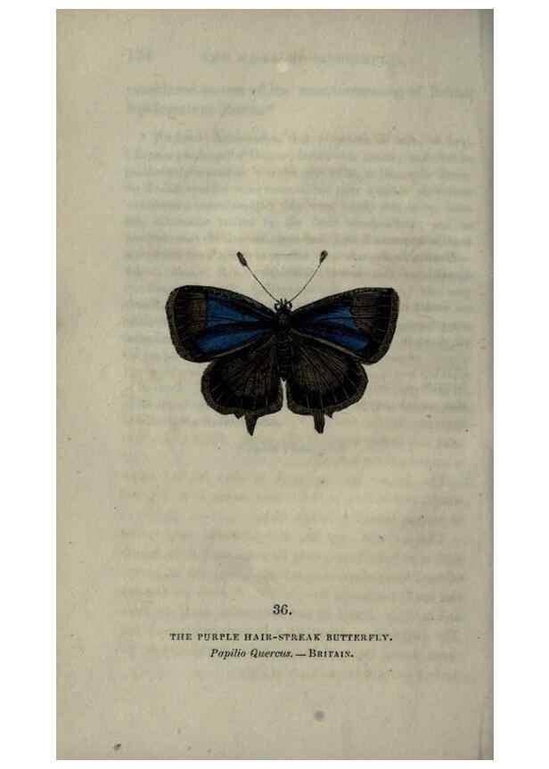Reproducción/Reproduction 6800124960: The book of butterflies, sphinxes and moths;. London,Whittaker,1832-34.