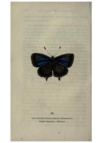 Reproducción/Reproduction 6800124960: The book of butterflies, sphinxes and moths;. London,Whittaker,1832-34.