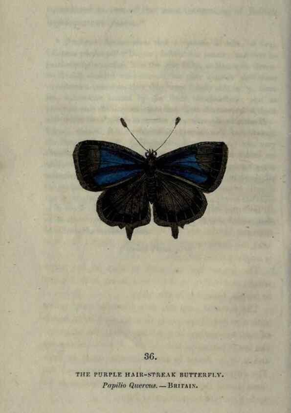Reproducción/Reproduction 6800124960: The book of butterflies, sphinxes and moths;. London,Whittaker,1832-34.