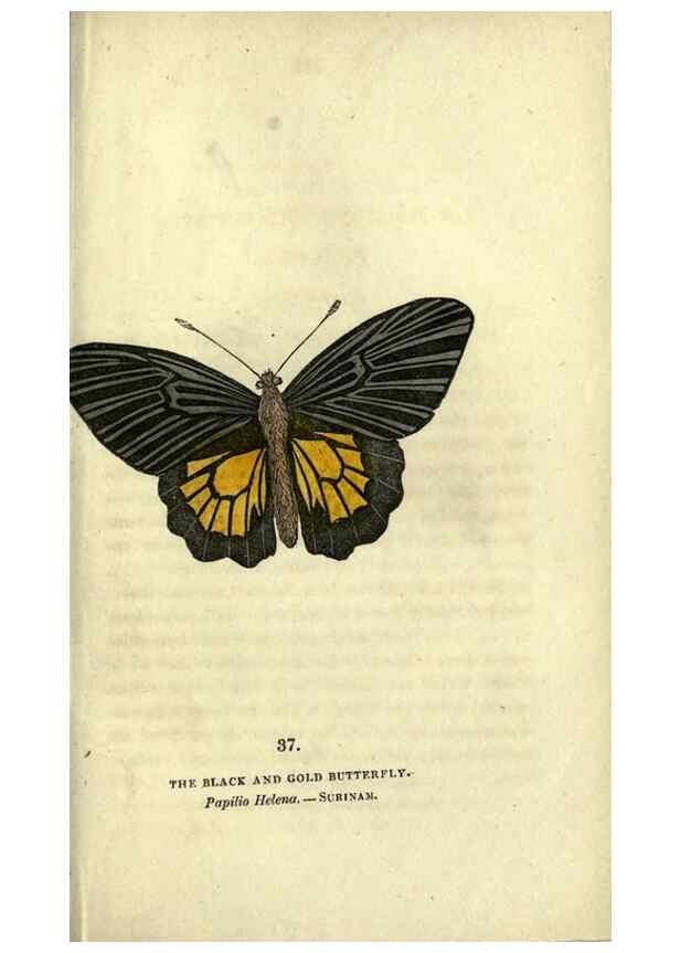 Reproducción/Reproduction 6946230959: The book of butterflies, sphinxes and moths;. London,Whittaker,1832-34.