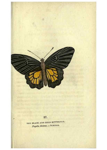 Reproducción/Reproduction 6946230959: The book of butterflies, sphinxes and moths;. London,Whittaker,1832-34.