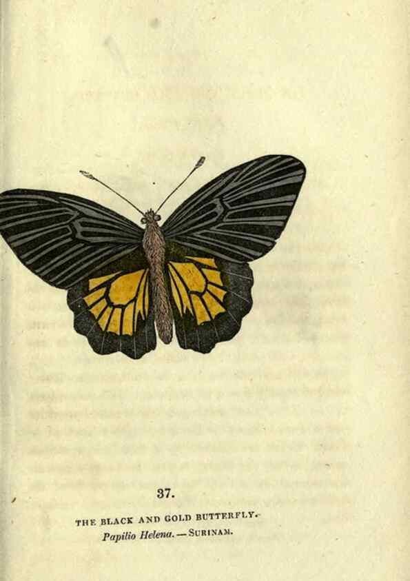 Reproducción/Reproduction 6946230959: The book of butterflies, sphinxes and moths;. London,Whittaker,1832-34.