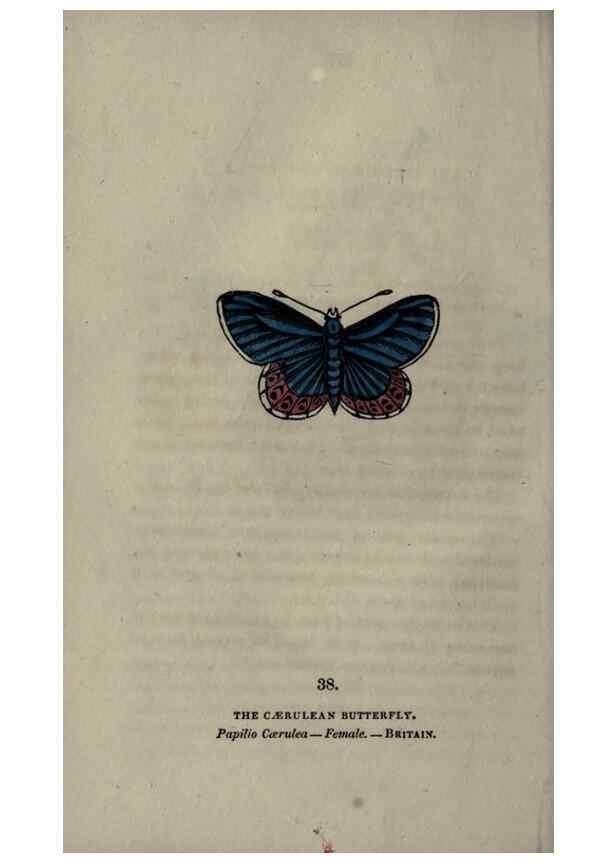 Reproducción/Reproduction 6946231345: The book of butterflies, sphinxes and moths;. London,Whittaker,1832-34.
