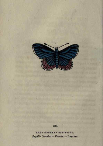 Reproducción/Reproduction 6946231345: The book of butterflies, sphinxes and moths;. London,Whittaker,1832-34.