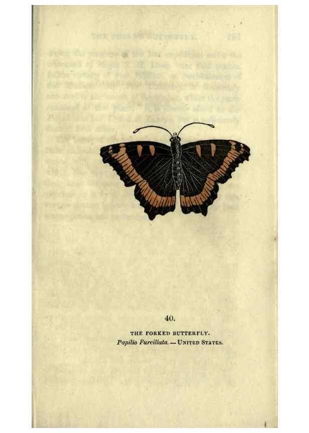 Reproducción/Reproduction 6946231839: The book of butterflies, sphinxes and moths;. London,Whittaker,1832-34.