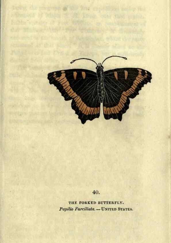 Reproducción/Reproduction 6946231839: The book of butterflies, sphinxes and moths;. London,Whittaker,1832-34.