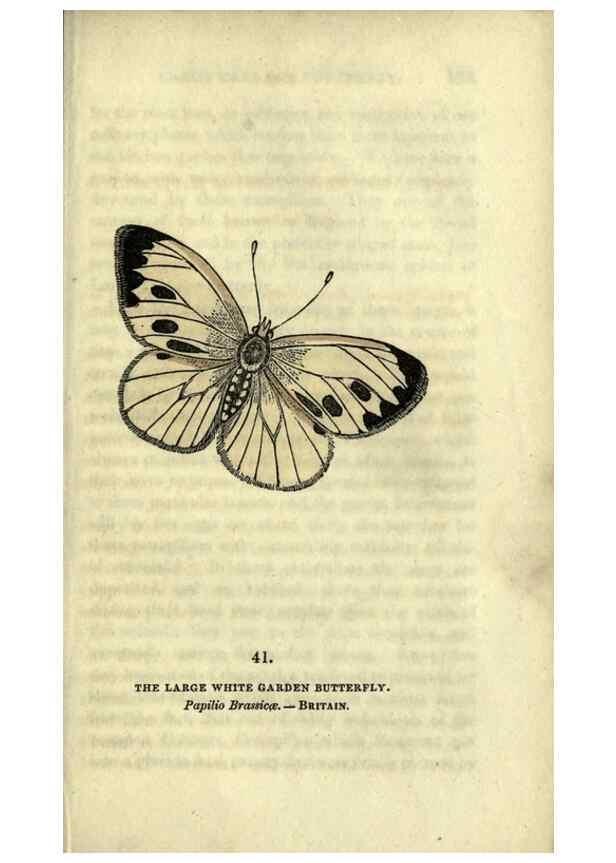 Reproducción/Reproduction 6946232277: The book of butterflies, sphinxes and moths;. London,Whittaker,1832-34.