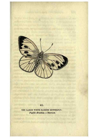 Reproducción/Reproduction 6946232277: The book of butterflies, sphinxes and moths;. London,Whittaker,1832-34.