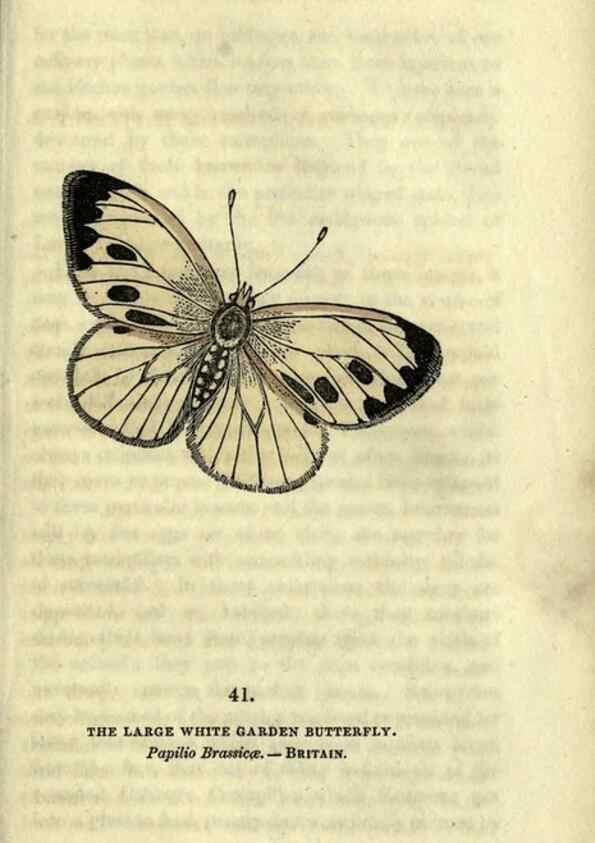 Reproducción/Reproduction 6946232277: The book of butterflies, sphinxes and moths;. London,Whittaker,1832-34.