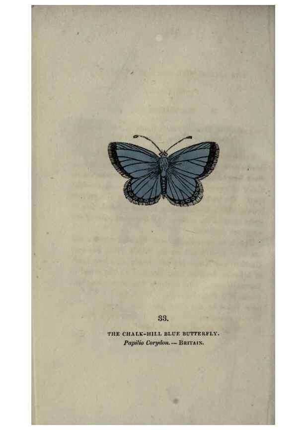 Reproducción/Reproduction 6946229773: The book of butterflies, sphinxes and moths;. London,Whittaker,1832-34.